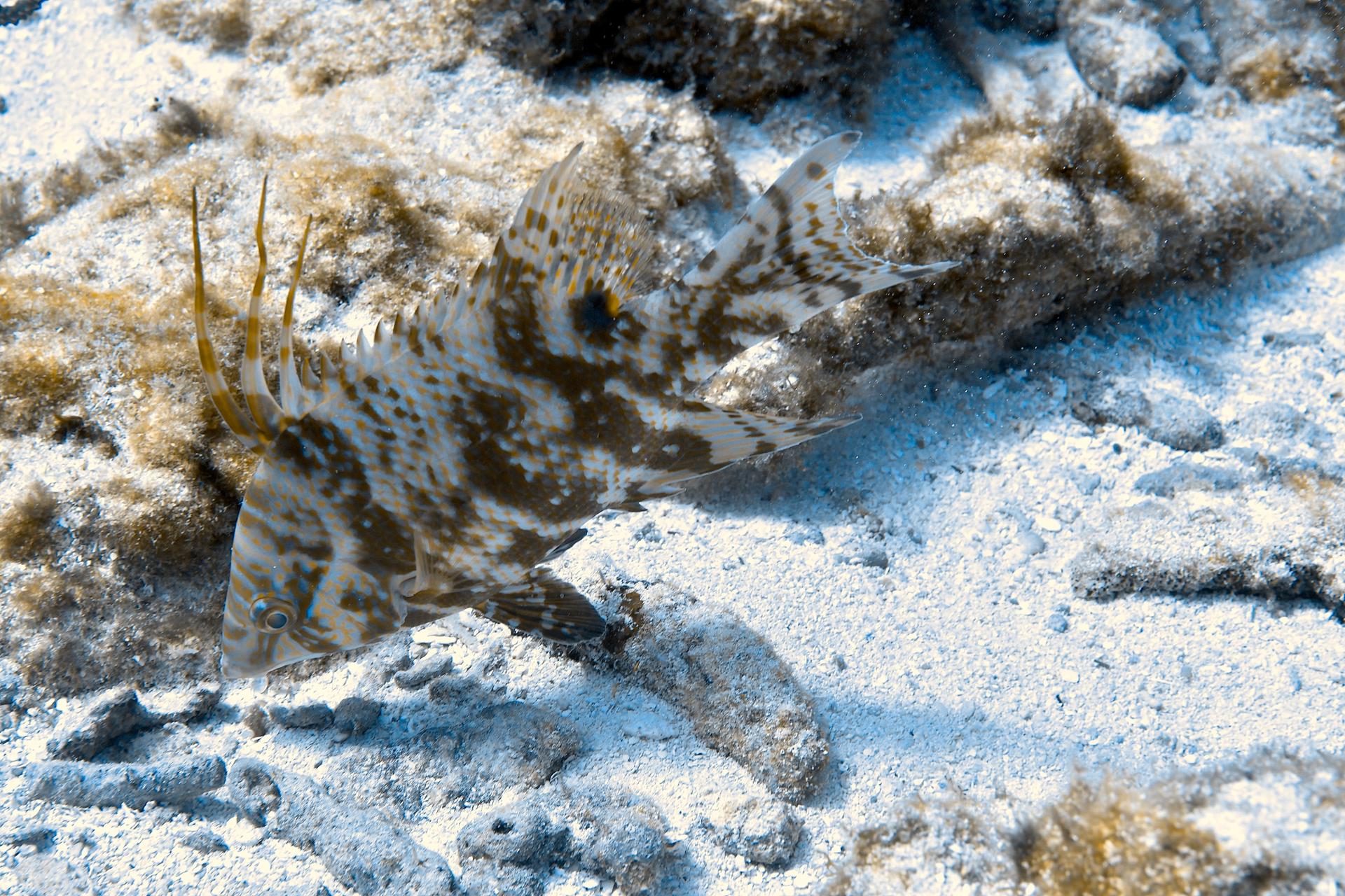 Scuba diving in Belize — photo 1
