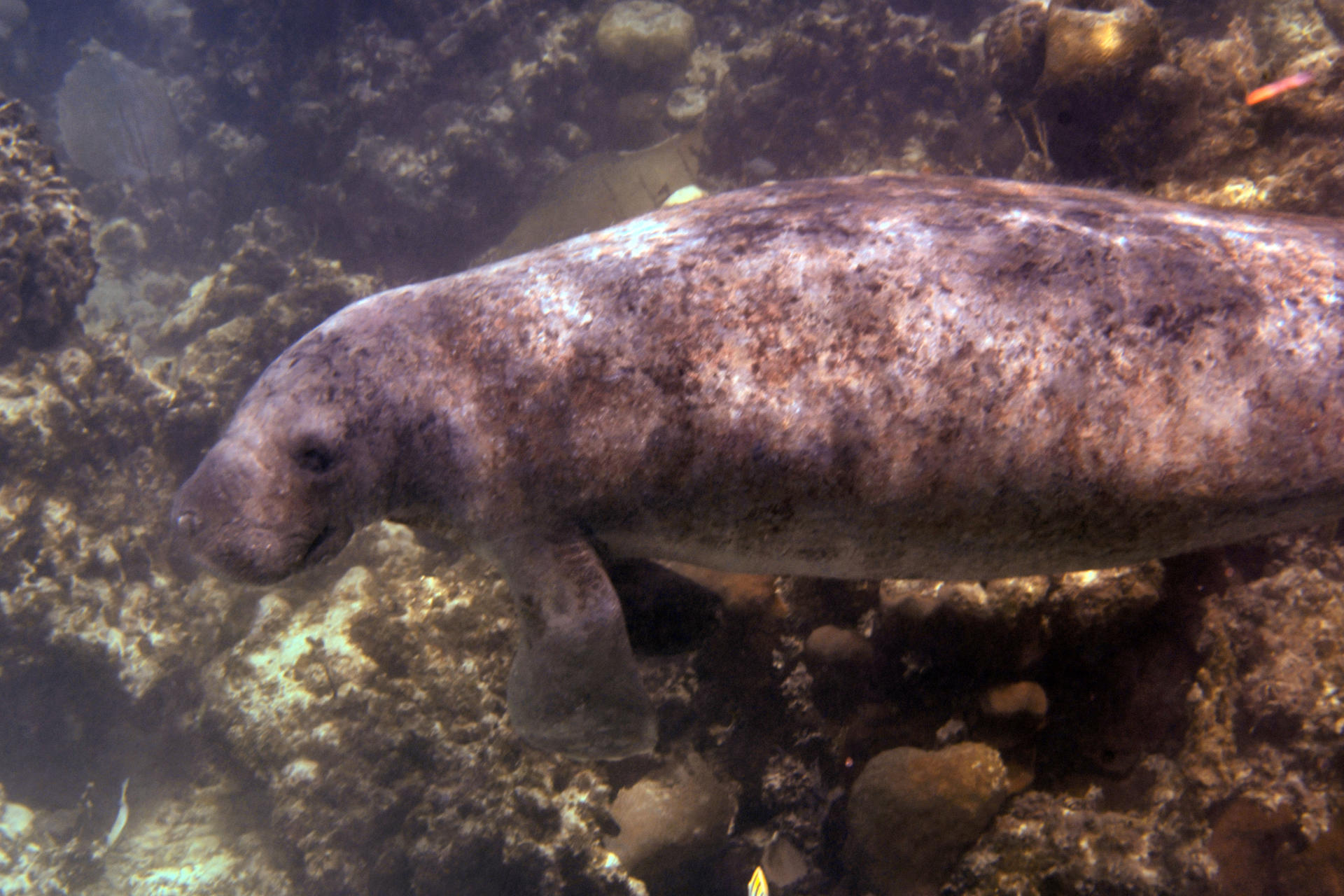 Scuba diving in Belize — photo 2