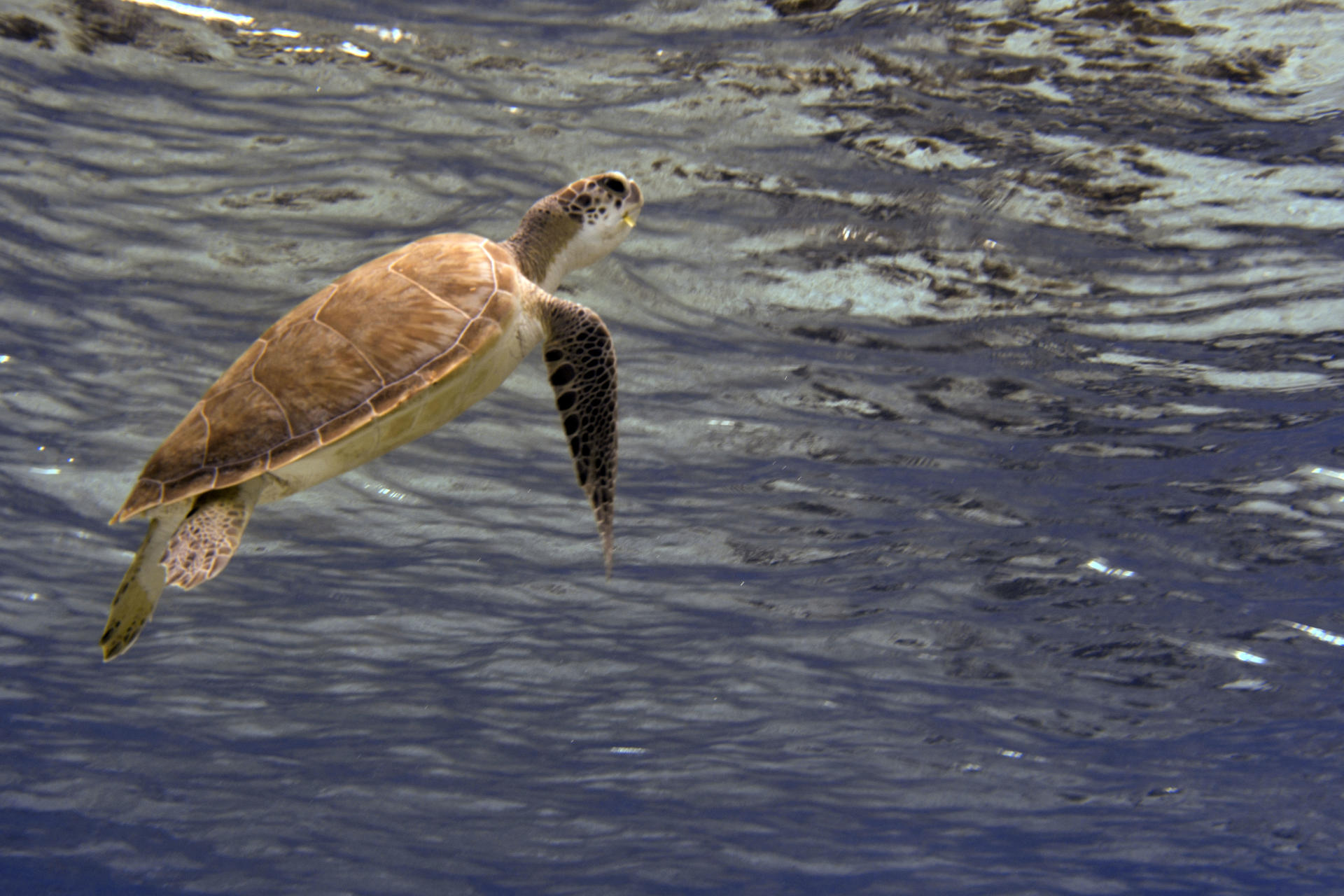 Scuba diving in Belize — photo 3