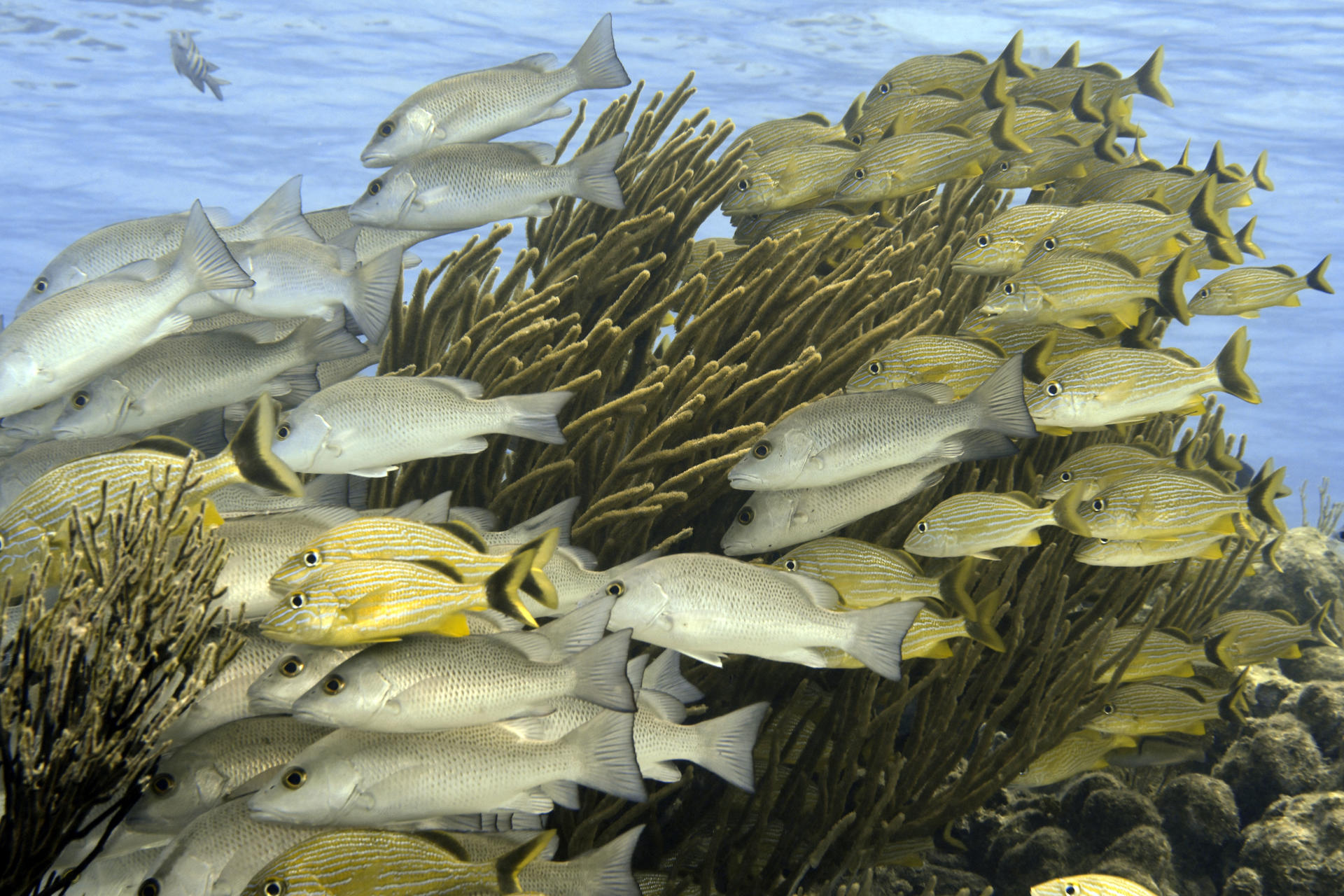 Scuba diving in Belize — photo 4