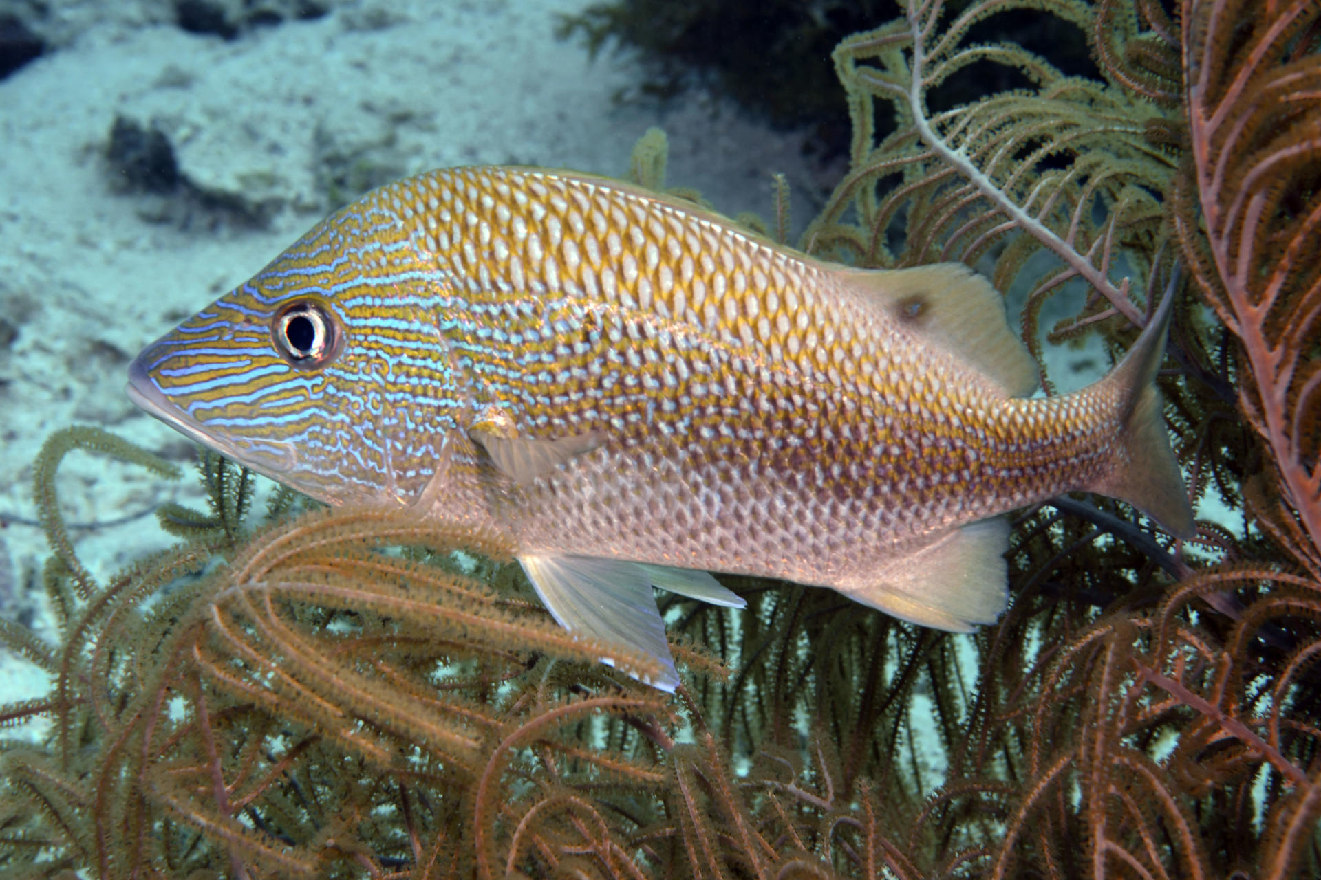 Scuba diving in Belize — photo 5