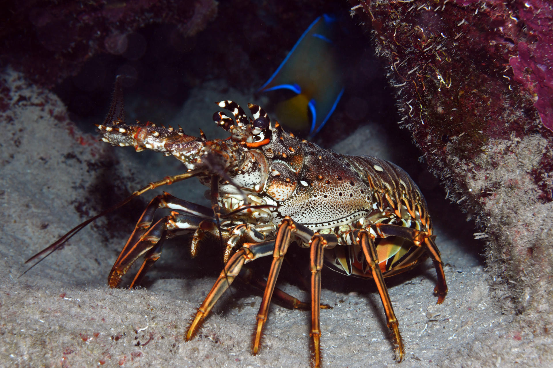 Scuba diving in Belize — photo 6