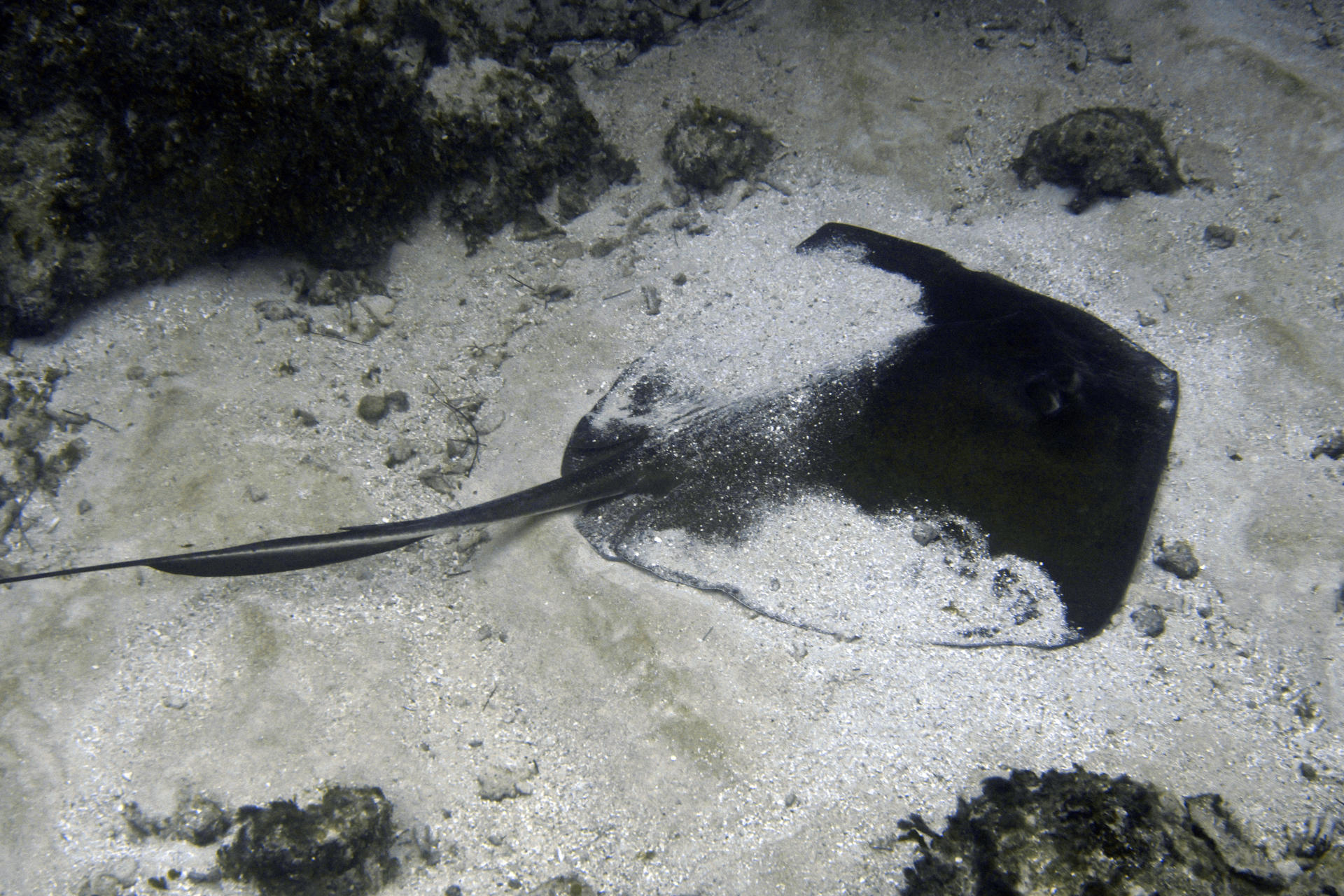 Scuba diving in Belize — photo 7