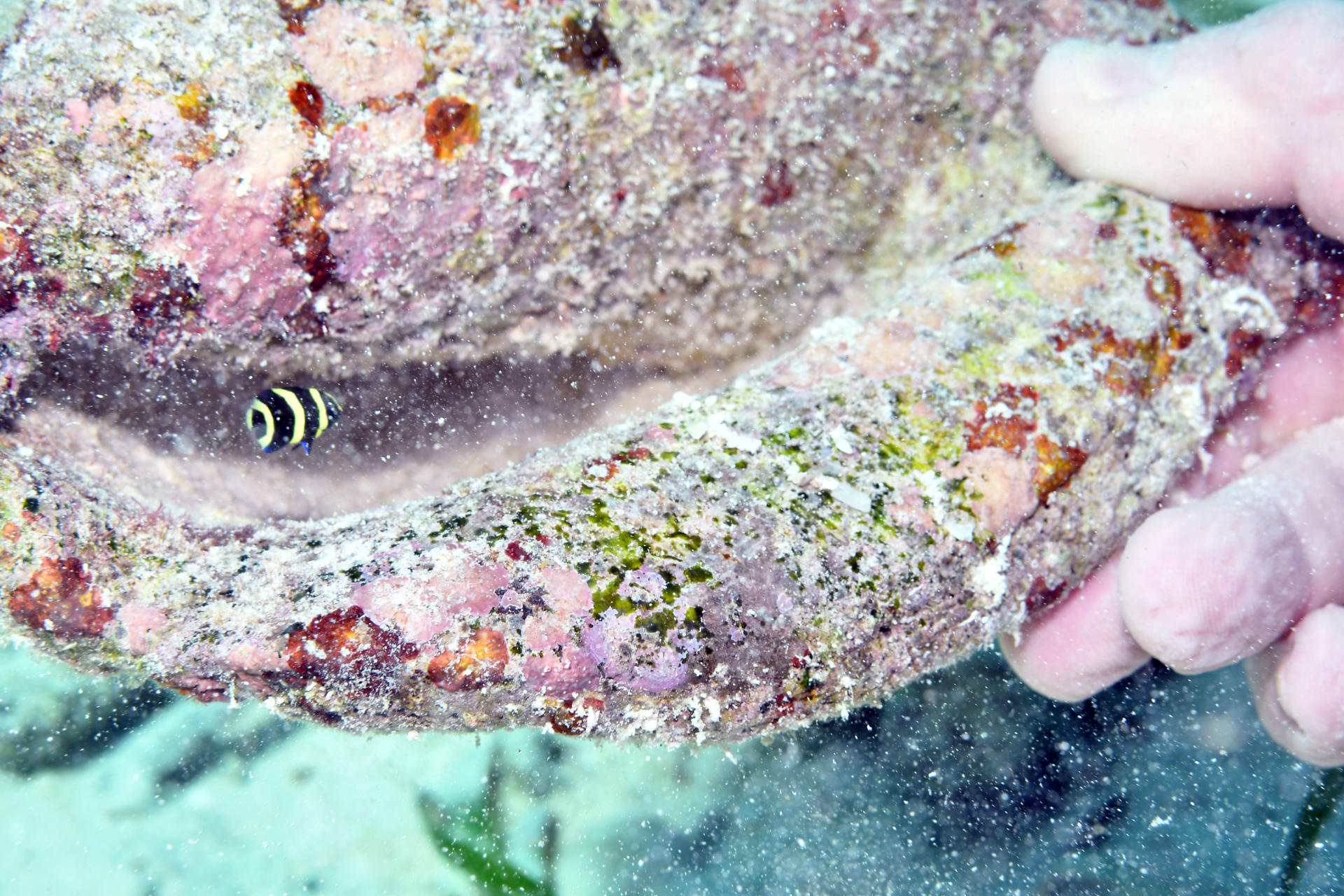 Scuba diving in Belize — photo 8