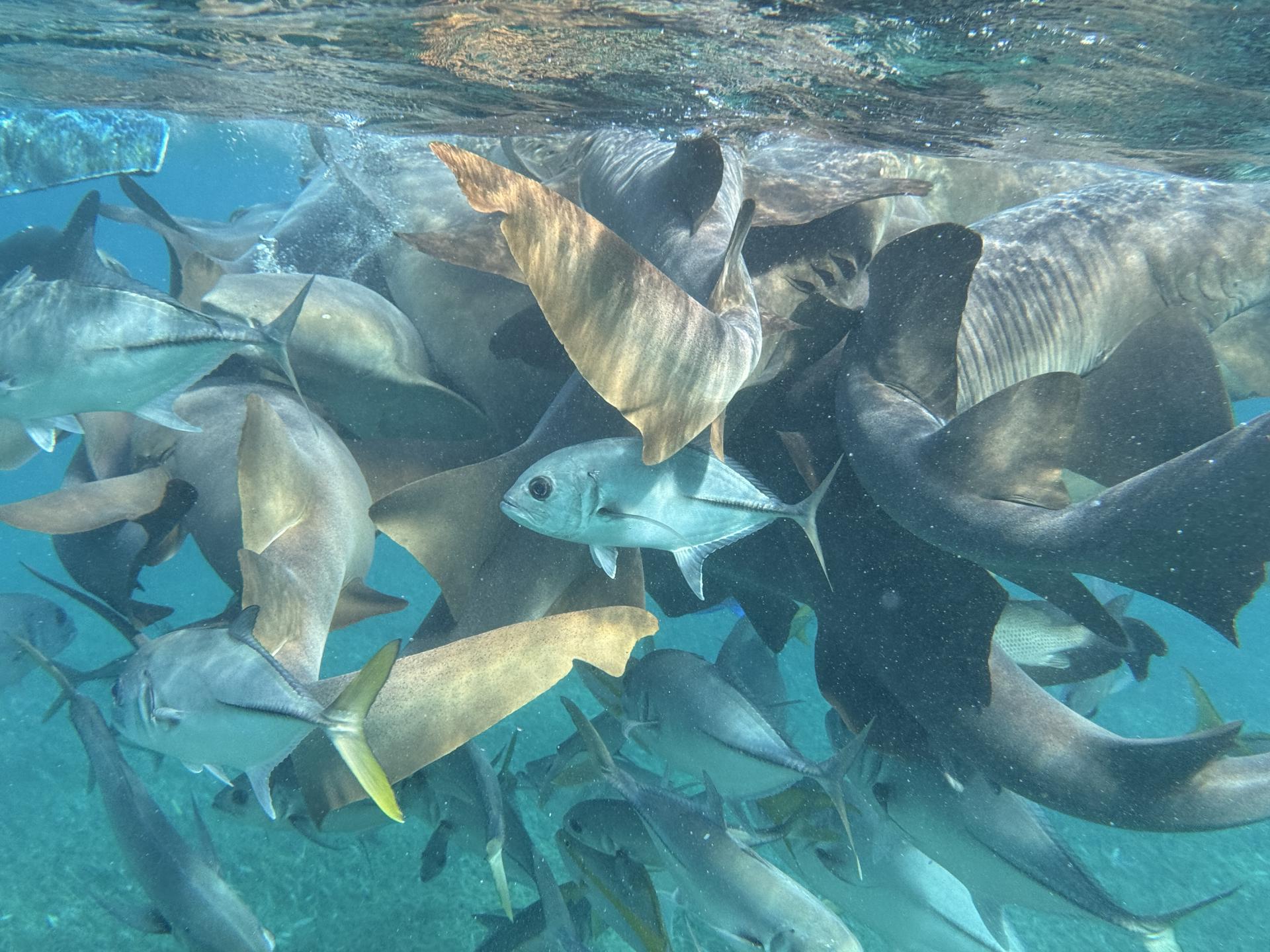 Snorkeling the Belize Barrier Reef — photo 1