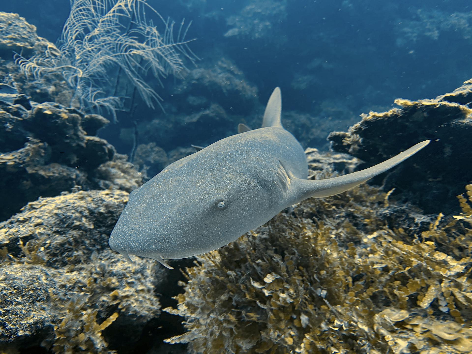 Snorkeling the Belize Barrier Reef — photo 2