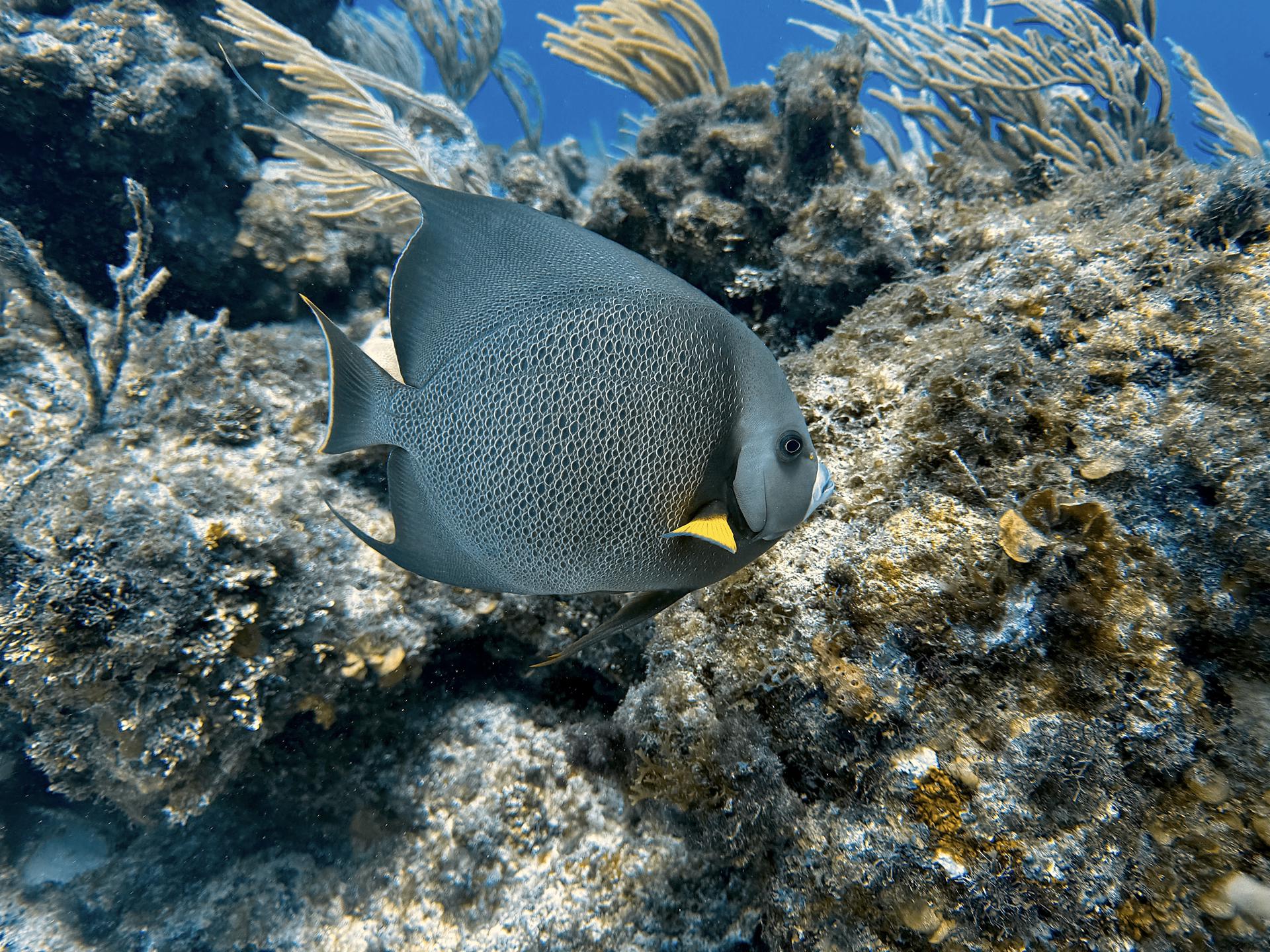 Snorkeling the Belize Barrier Reef — photo 3