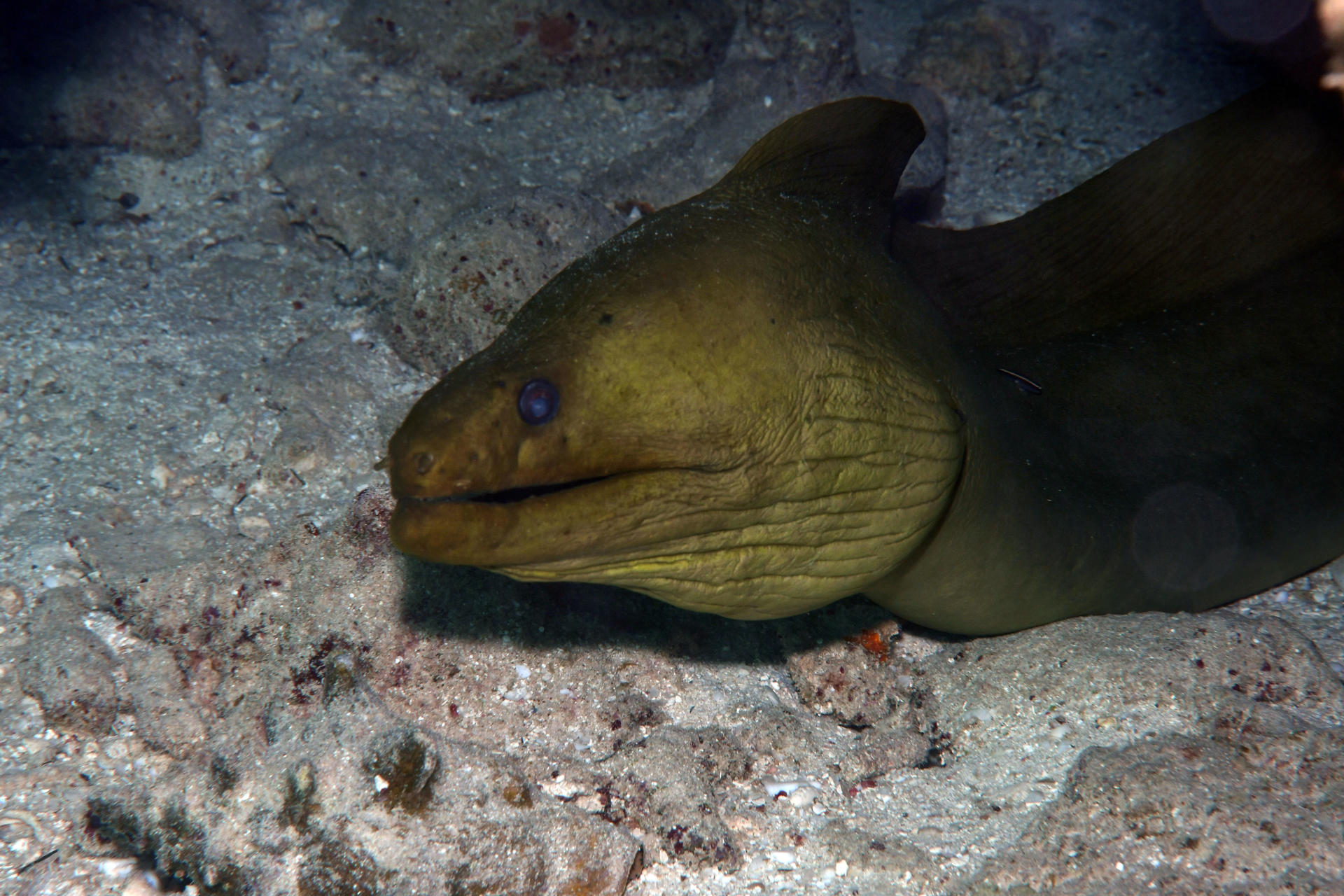 Snorkeling the Belize Barrier Reef — photo 4