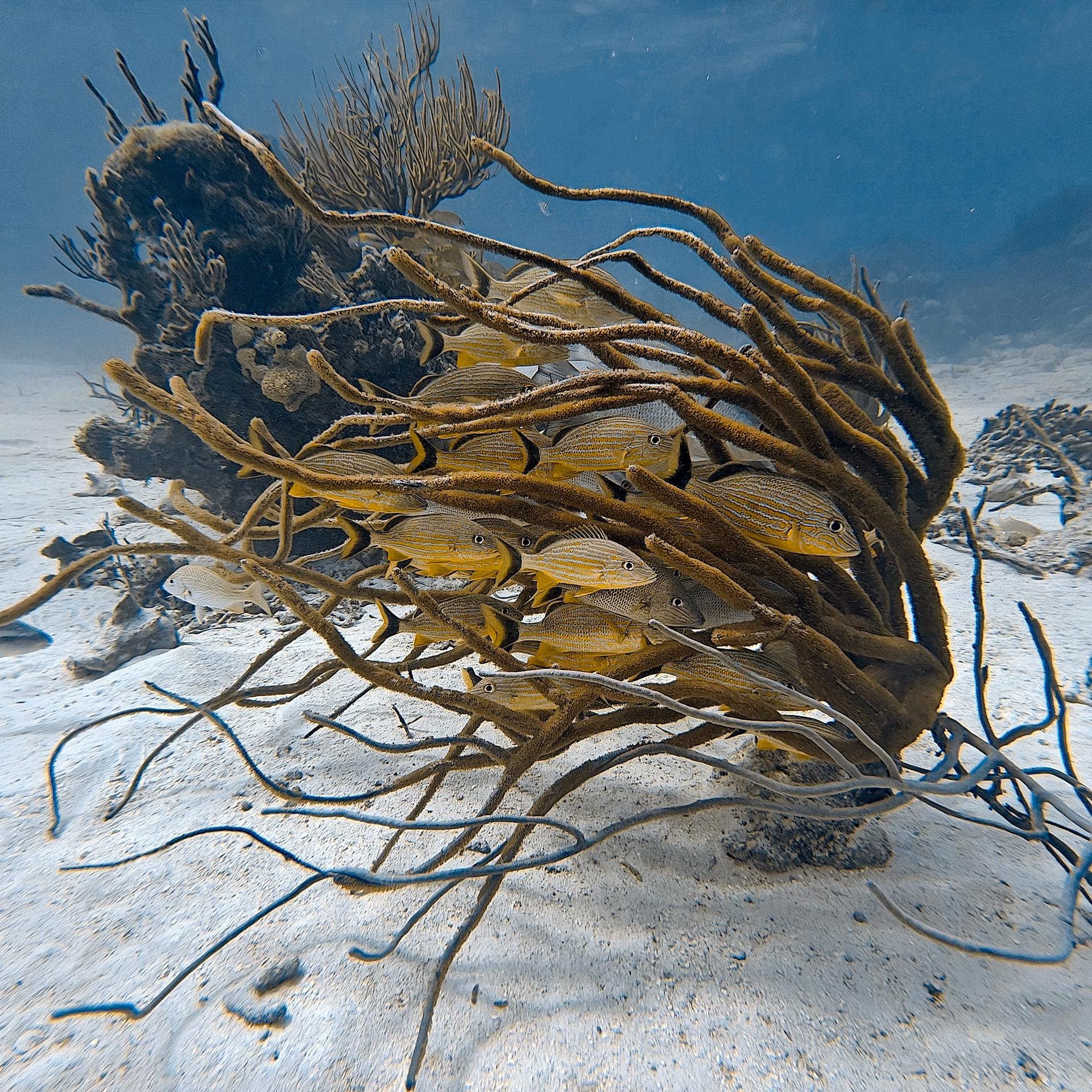 Snorkeling the Belize Barrier Reef — photo 5