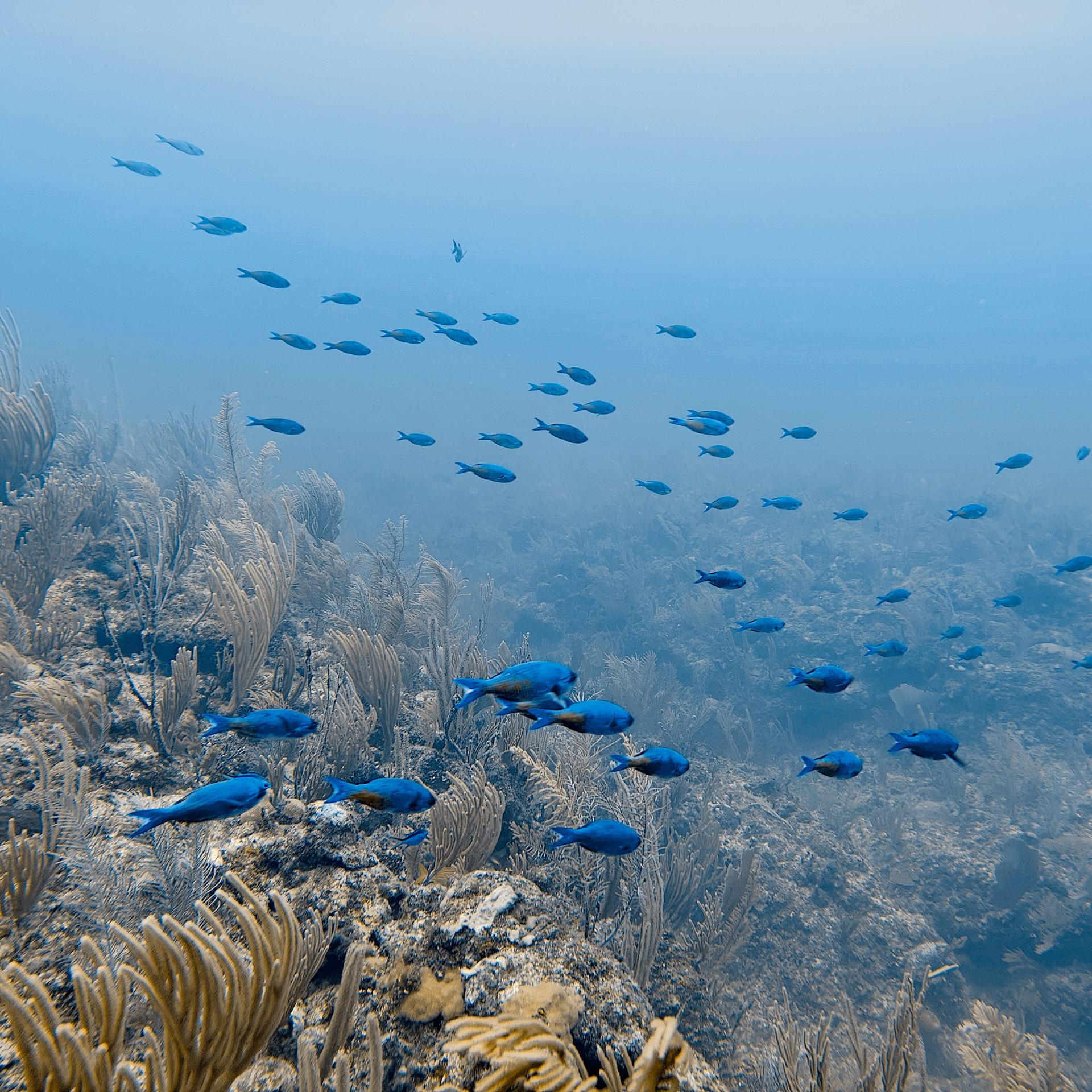 Snorkeling the Belize Barrier Reef — photo 6