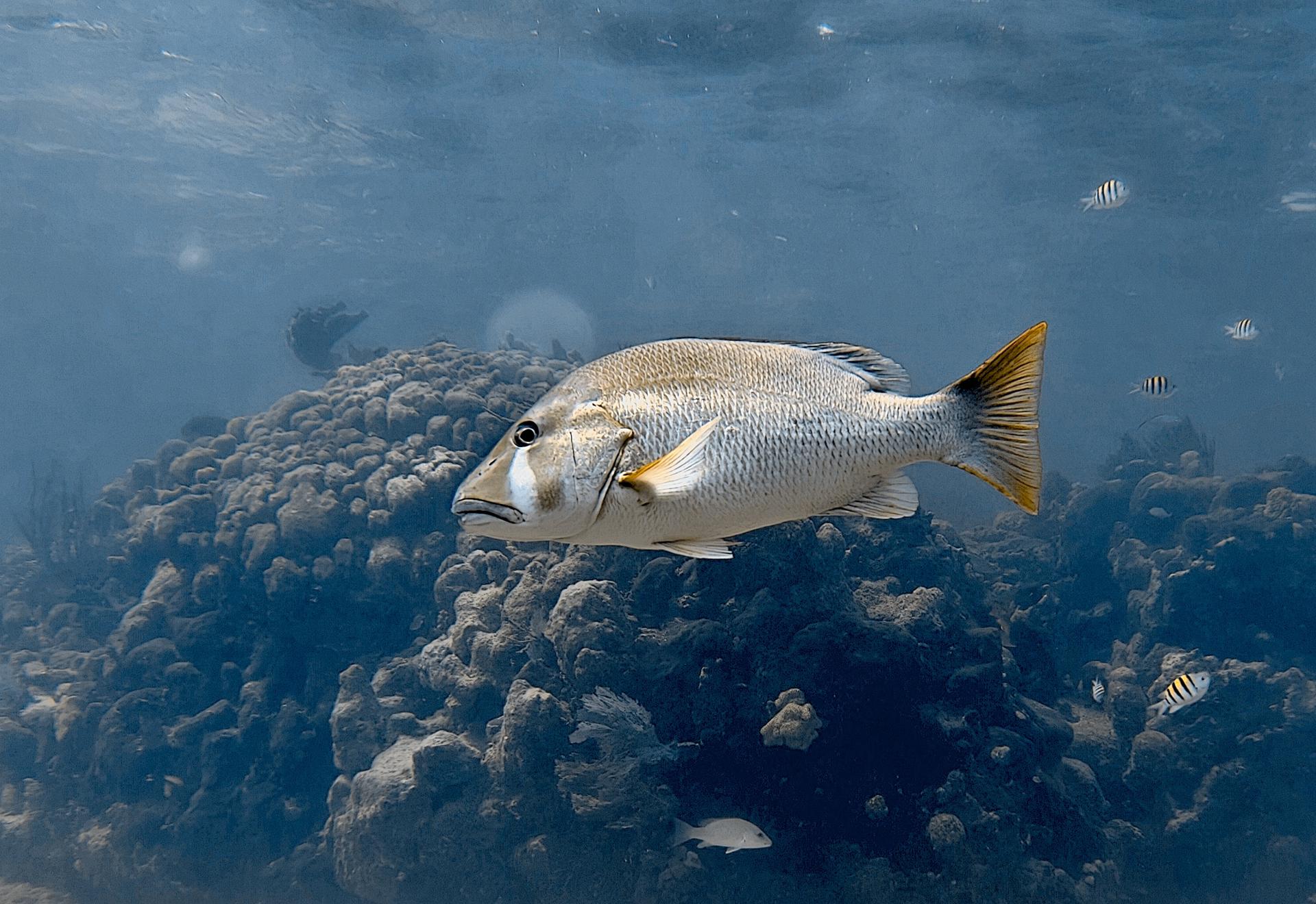 Snorkeling the Belize Barrier Reef — photo 7
