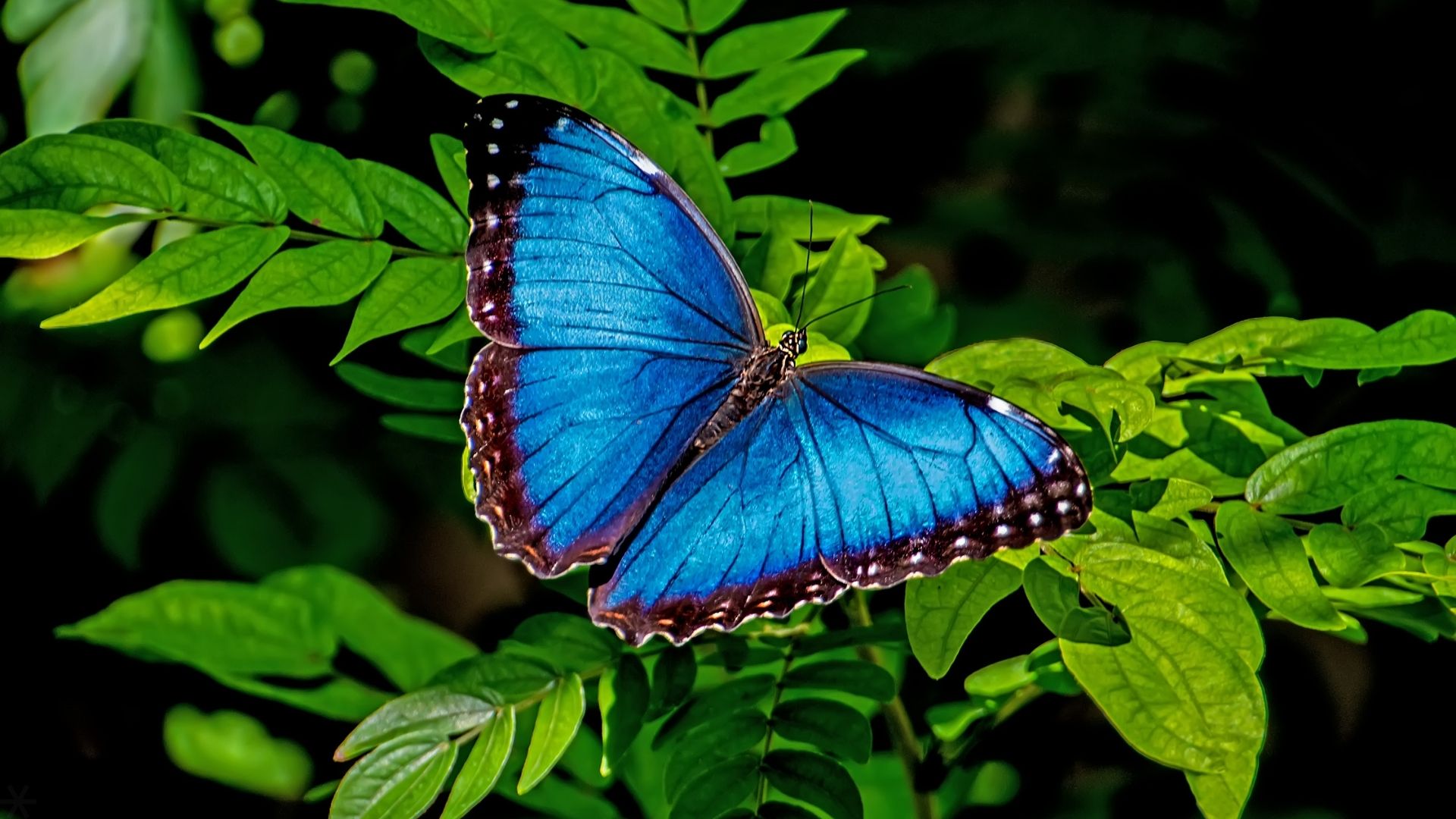 Butterfly farms and botanical gardens Belize