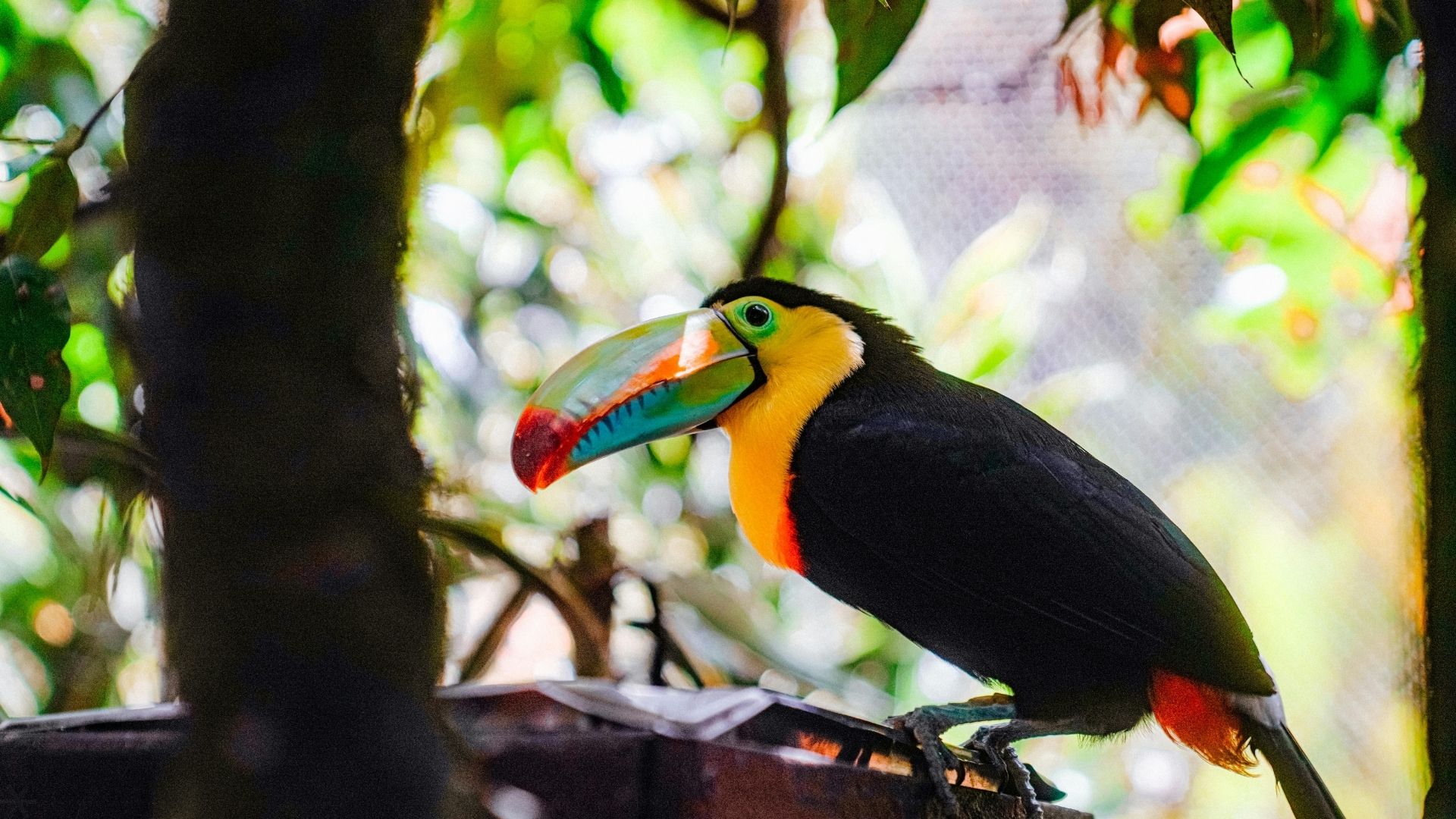 Cave tubing and Belize Zoo wildlife combination