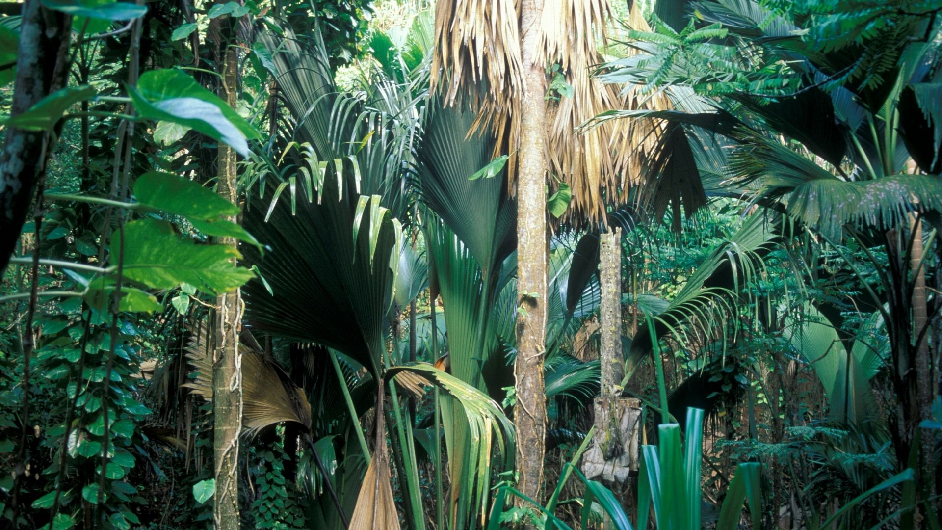 Seamless from island to jungle — mainland Belize planning