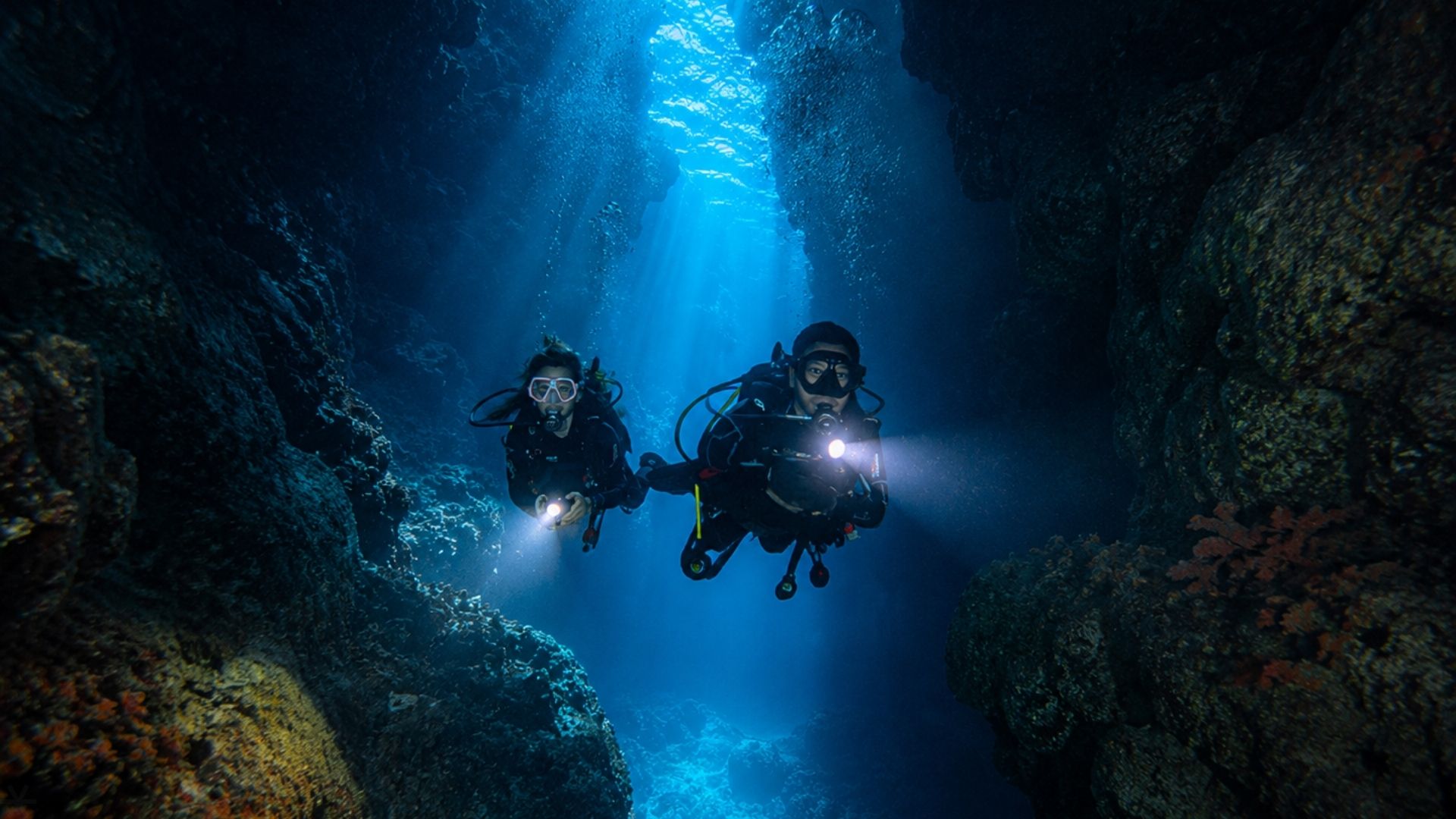 Night dive Belize reef nocturnal marine life