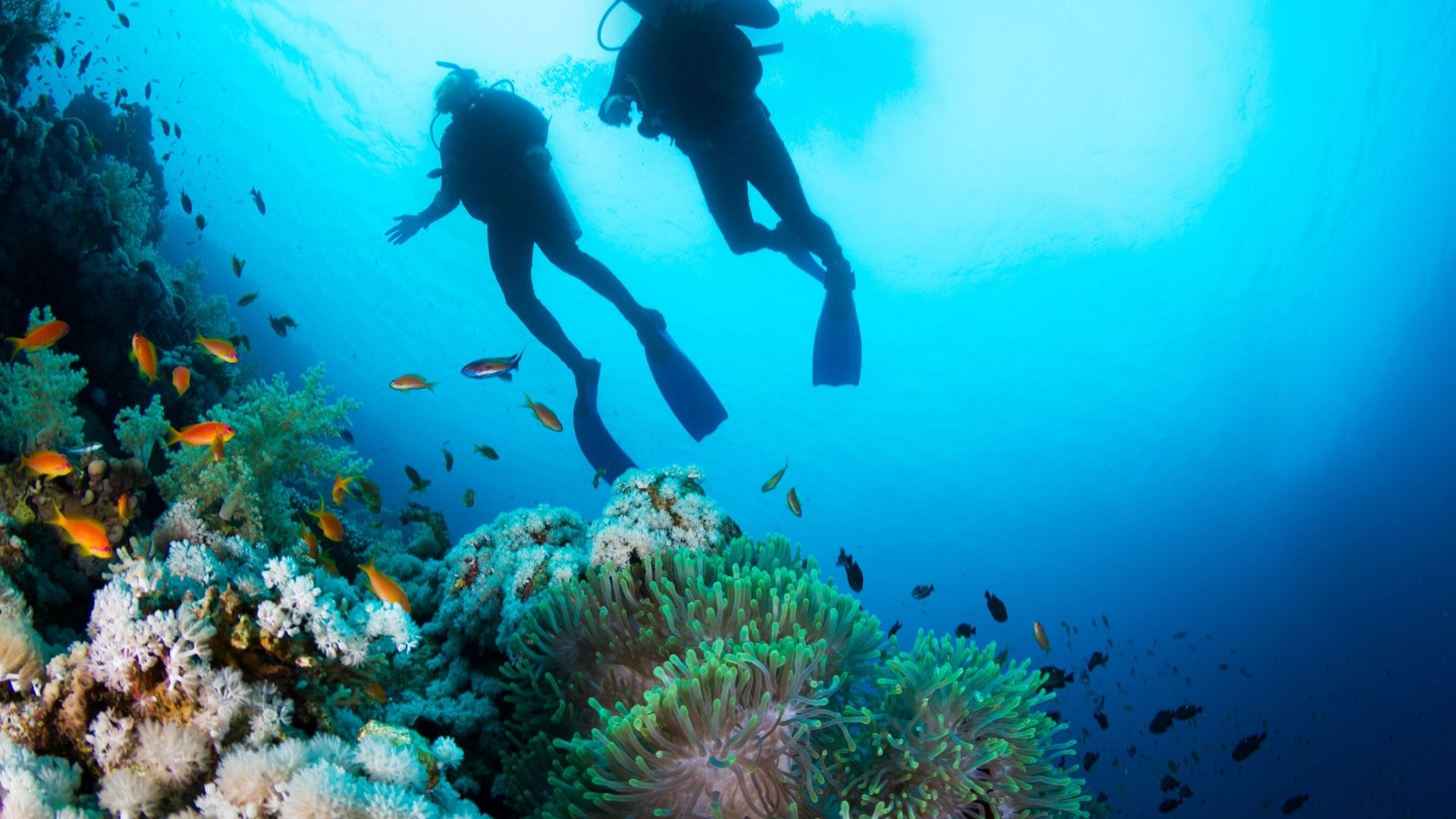 Single and two tank reef diving Belize Barrier Reef