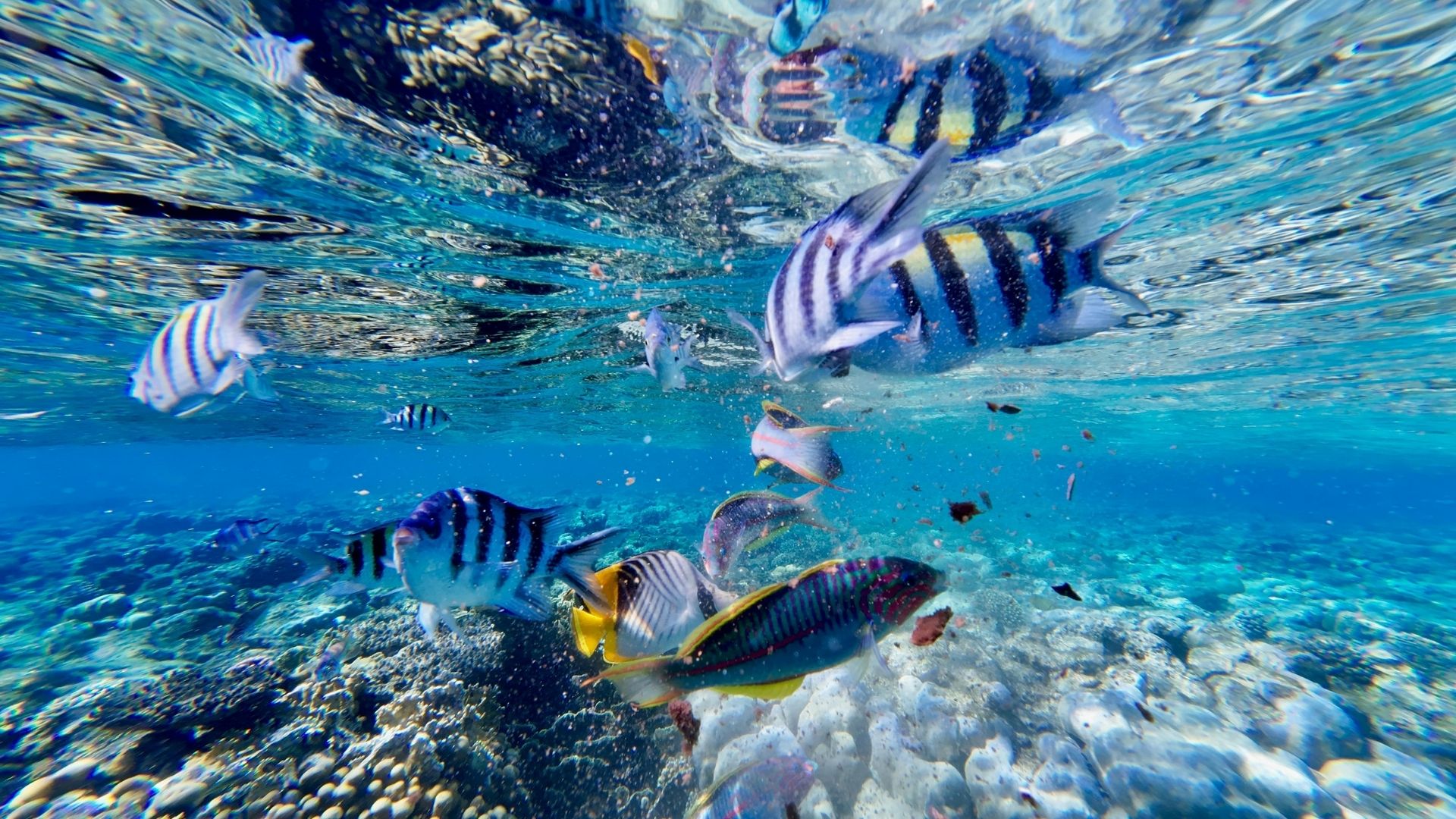 Mexico Rocks and Stingray City snorkel Belize